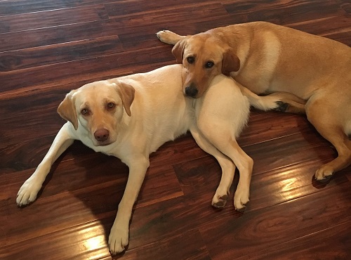 Maisy and Duke the dogs