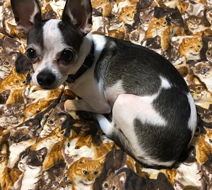 Maxwell the Chihuahua