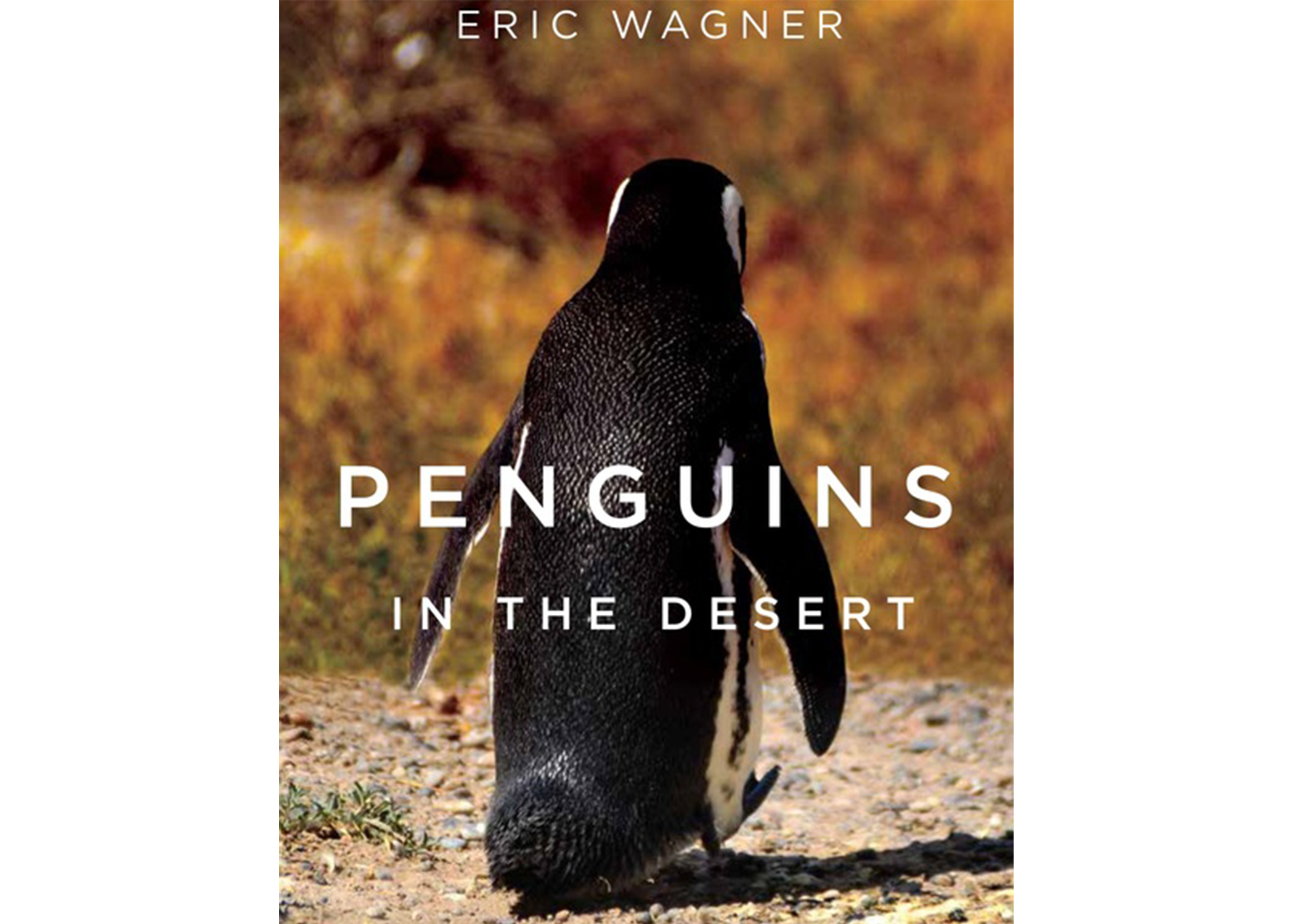 Penguins in the Desert