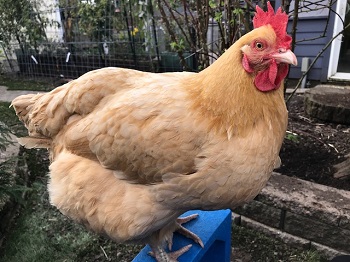 Rudi the rooster